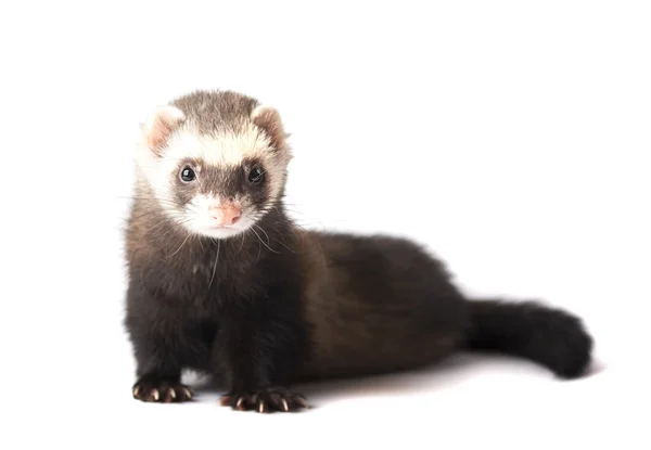 Ferret cinza senta-se — Fotografia de Stock