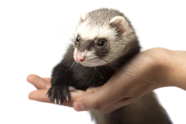 Ferret zittend op de hand — Stockfoto