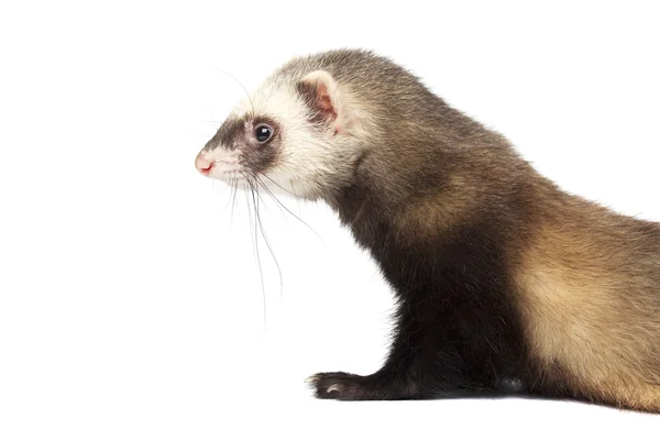 Ferret diisolasi di latar belakang putih — Stok Foto