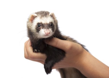 Ferret on hands clipart