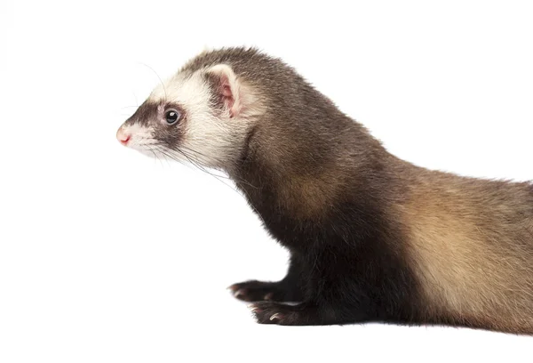 Ferret geïsoleerde — Stockfoto