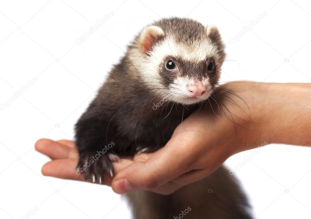 Ferret on hand isolated