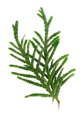 Thuja şubesi beyaz arka planda izole edildi. Yeşil orientalis yaprakları dalı. Kesme yolu