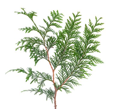 Thuja şubesi beyaz arka planda izole edildi. Yeşil orientalis yaprakları dalı. Kesme yolu