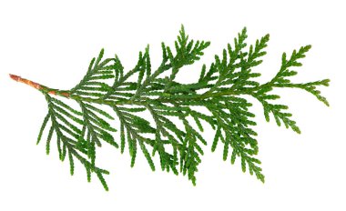 Thuja şubesi beyaz arka planda izole edildi. Yeşil orientalis yaprakları dalı. Kesme yolu