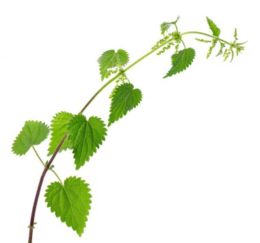 Nettle bitkisi beyaz arka planda izole edilmiş. Isırgan otu, ısırgan otu, ısırgan otu ya da Urtica dioica. Tıbbi ve aşçı bitkisi. Kesme yolu