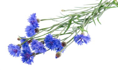 Mavi Cornflower beyaz arka planda izole edilmiş. Centaurea siyanüsü ya da bekar düğmesi çiçekleri.