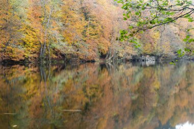 Sonbahar renkleri. Gölde renkli yapraklar var. Muhteşem bir manzara. Natonial Parkı. Yedigoller. Bolu, İstanbul, Türkiye.