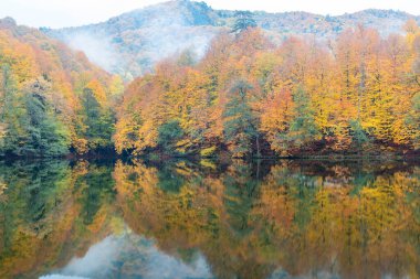 Sonbahar renkleri. Gölde renkli yapraklar var. Muhteşem bir manzara. Natonial Parkı. Yedigoller. Bolu, İstanbul, Türkiye.
