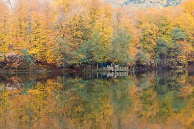 Sonbahar renkleri. Gölde renkli yapraklar var. Muhteşem bir manzara. Natonial Parkı. Yedigoller. Bolu, İstanbul, Türkiye.