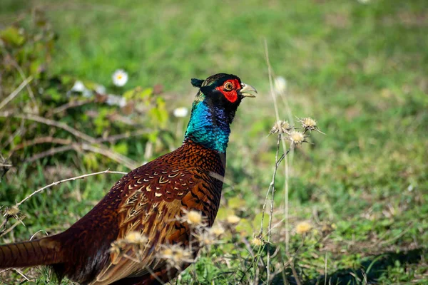 Ringneck Pheasant Phasianus Colchicus Male Турция — стоковое фото