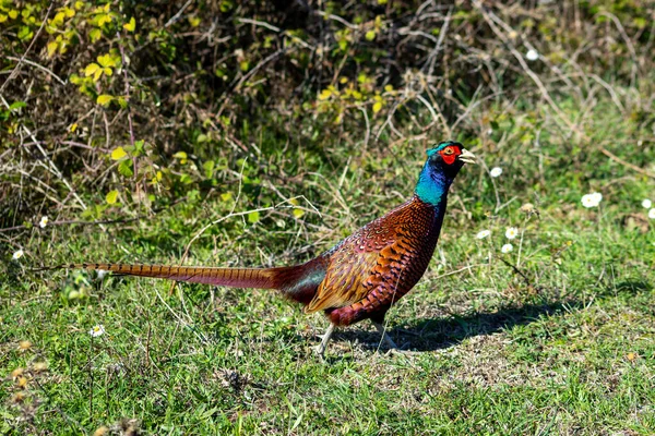 Ringneck Pheasant Phasianus Colchicus Чоловік Туреччина — стокове фото