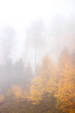 Sonbaharda sisli ormandaki ağaçlar