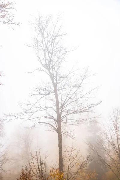 Stromy Lese Mlze Podzim — Stock fotografie