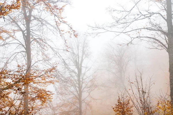 森林里的树在雾中生长 — 图库照片
