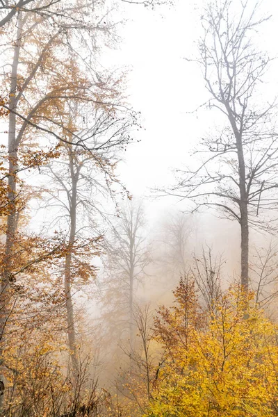 Bäume Wald Nebel Herbst — Stockfoto