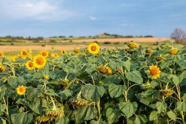 Ayçiçeği tarlası berrak gökyüzünde
