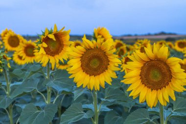 Ayçiçeği tarlası berrak gökyüzünde