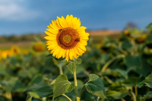 Field of sunflowers in clear sky