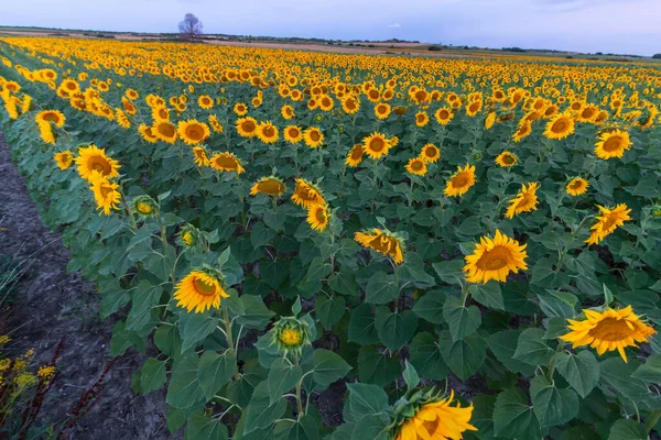 Field of sunflowers in clear sky