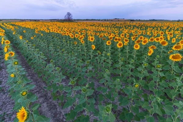 Field of sunflowers in clear sky