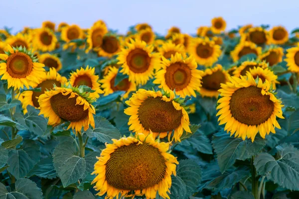 Field of sunflowers in clear sky
