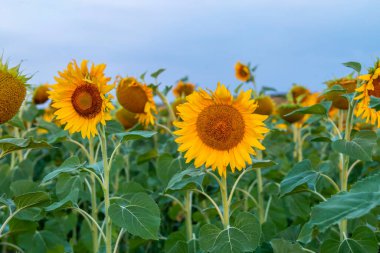 Ayçiçeği tarlası berrak gökyüzünde