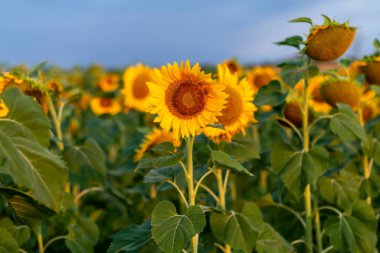 Ayçiçeği tarlası berrak gökyüzünde