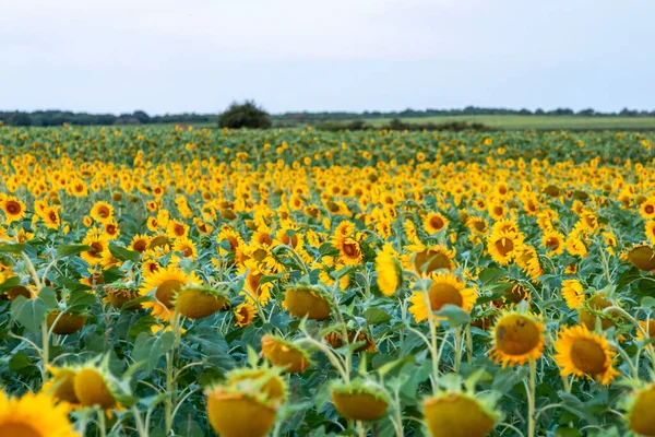 Field of sunflowers in clear sky