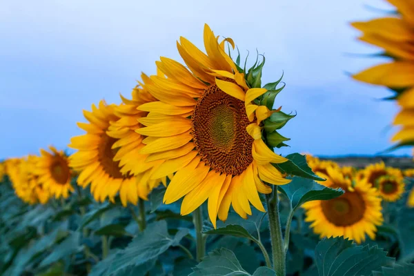 Field of sunflowers in clear sky