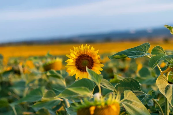 Field of sunflowers in clear sky