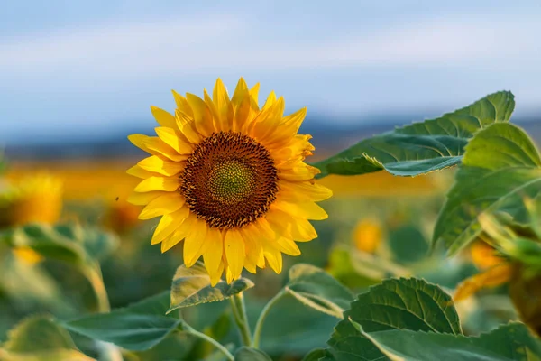 Field of sunflowers in clear sky