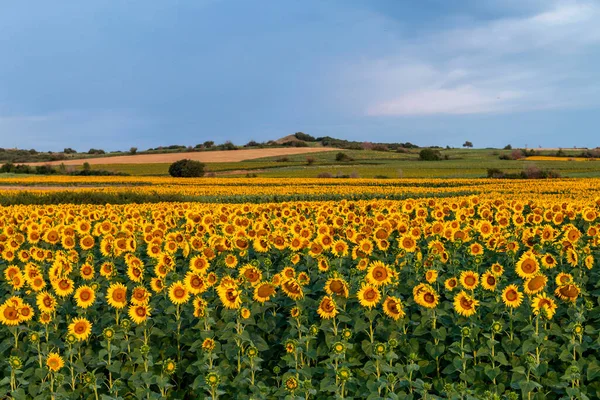 Field of sunflowers in clear sky