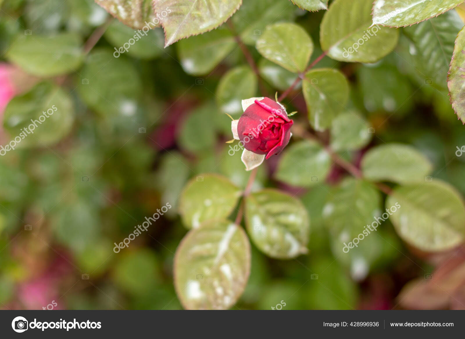 玫瑰花园玫瑰种类繁多红玫瑰黄玫瑰白玫瑰粉红玫瑰紫玫瑰橙红色玫瑰红白玫瑰色彩艳丽 图库照片 C Stocktr