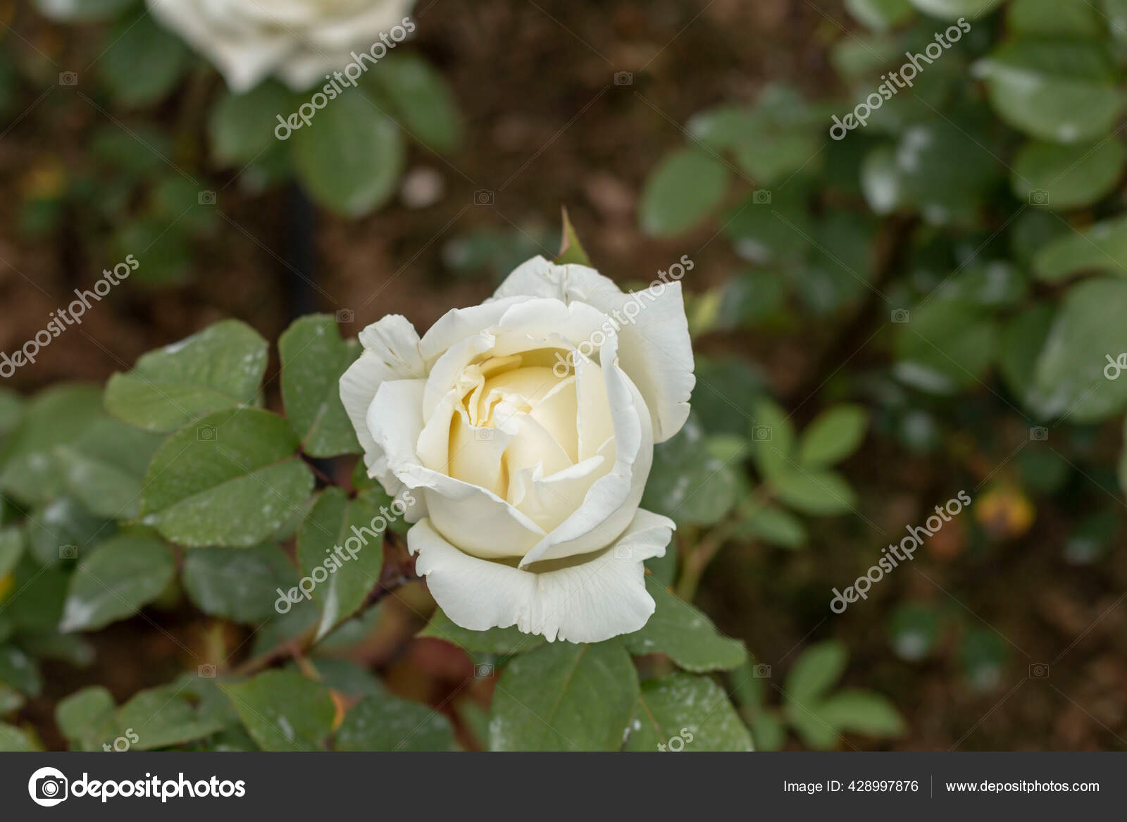 Kebun Mawar Dengan Berbagai Mawar Mawar Merah Mawar Kuning Mawar Stok Foto C Stocktr 428997876