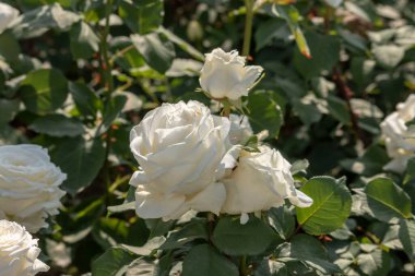 Güllerle dolu gül bahçesi (kırmızı gül, sarı gül, beyaz gül, pembe gül, mor gül, turuncu gül, kırmızı beyaz gül), renkli çiçekler