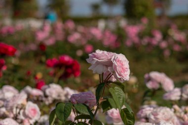 Güllerle dolu gül bahçesi (kırmızı gül, sarı gül, beyaz gül, pembe gül, mor gül, turuncu gül, kırmızı beyaz gül), renkli çiçekler