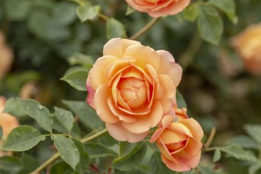 Güllerle dolu gül bahçesi (kırmızı gül, sarı gül, beyaz gül, pembe gül, mor gül, turuncu gül, kırmızı beyaz gül), renkli çiçekler