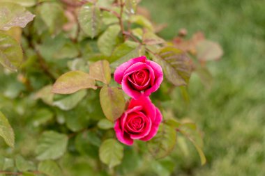 Güllerle dolu gül bahçesi (kırmızı gül, sarı gül, beyaz gül, pembe gül, mor gül, turuncu gül, kırmızı beyaz gül), renkli çiçekler