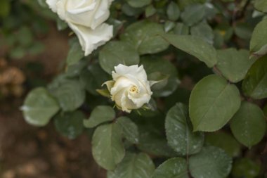 Güllerle dolu gül bahçesi (kırmızı gül, sarı gül, beyaz gül, pembe gül, mor gül, turuncu gül, kırmızı beyaz gül), renkli çiçekler