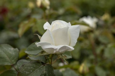 Güllerle dolu gül bahçesi (kırmızı gül, sarı gül, beyaz gül, pembe gül, mor gül, turuncu gül, kırmızı beyaz gül), renkli çiçekler