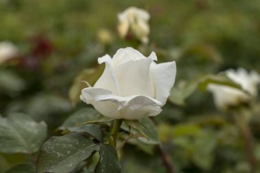 Güllerle dolu gül bahçesi (kırmızı gül, sarı gül, beyaz gül, pembe gül, mor gül, turuncu gül, kırmızı beyaz gül), renkli çiçekler