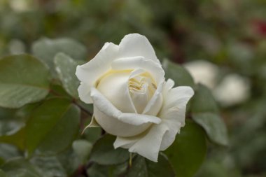 Güllerle dolu gül bahçesi (kırmızı gül, sarı gül, beyaz gül, pembe gül, mor gül, turuncu gül, kırmızı beyaz gül), renkli çiçekler