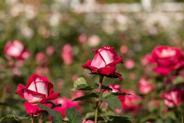 Rozentuin Met Verschillende Rozen Rode Roos Gele Roos Witte Roos — Stockfoto