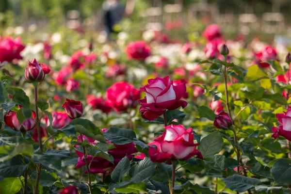 Jardín Rosas Con Varias Rosas Rosa Roja Rosa Amarilla Rosa — Foto de Stock