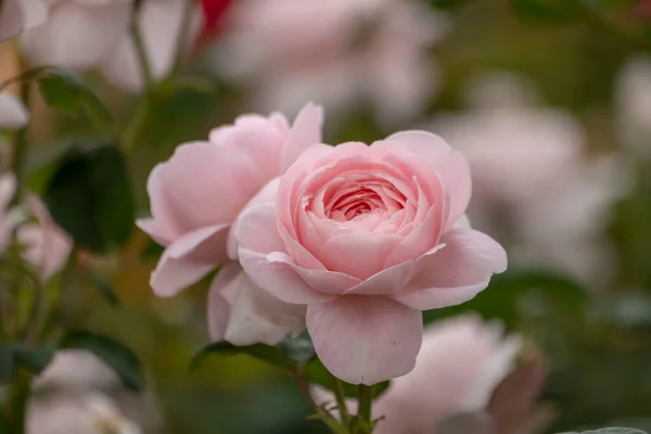 Jardim Rosas Com Várias Rosas Rosa Vermelha Rosa Amarela Rosa — Fotografia de Stock