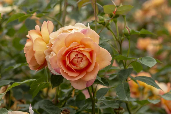Rosengarten Mit Verschiedenen Rosen Rote Rose Gelbe Rose Weiße Rose — Stockfoto