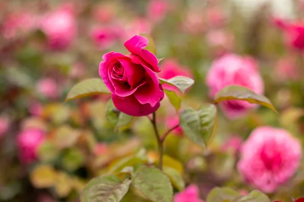 玫瑰花园 玫瑰种类繁多 红玫瑰 黄玫瑰 白玫瑰 粉红玫瑰 紫玫瑰 橙红色玫瑰 红白玫瑰 色彩艳丽 — 图库照片