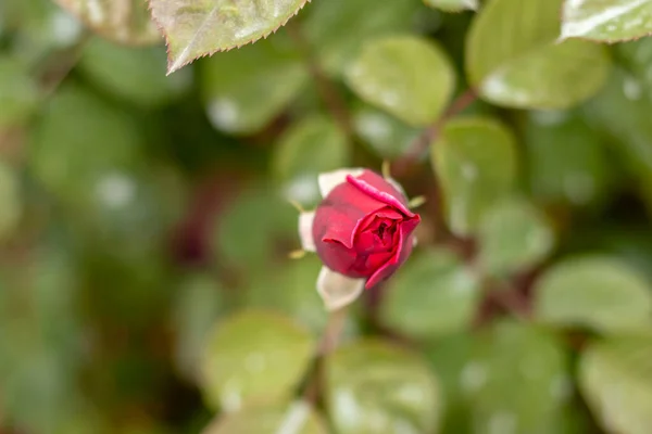 Ogród Różany Różowymi Różami Czerwona Róża Żółta Róża Biała Róża — Zdjęcie stockowe