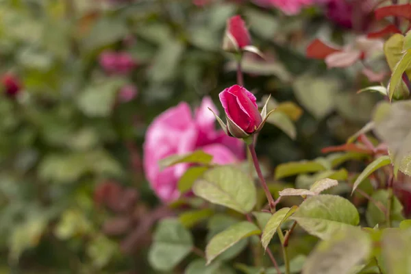 Ogród Różany Różowymi Różami Czerwona Róża Żółta Róża Biała Róża — Zdjęcie stockowe